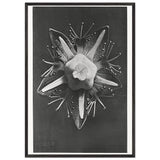 Art Forms in Nature 68 by Karl Blossfeldt, framed poster, view 3