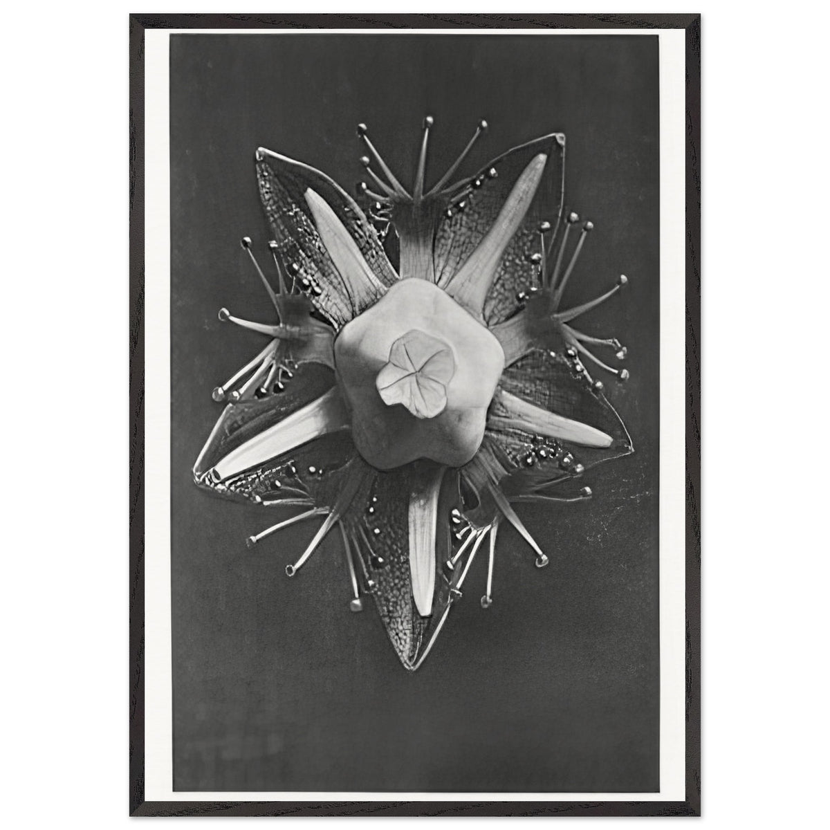 Art Forms in Nature 68 by Karl Blossfeldt, framed poster, view 3