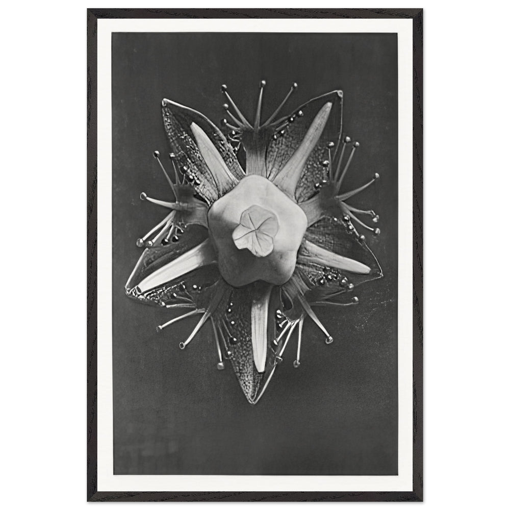 Art Forms in Nature 68 by Karl Blossfeldt, framed poster