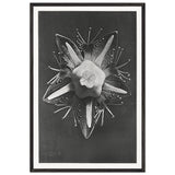 Art Forms in Nature 68 by Karl Blossfeldt, framed poster