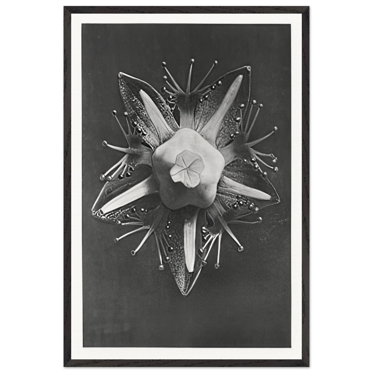 Art Forms in Nature 68 by Karl Blossfeldt, framed poster