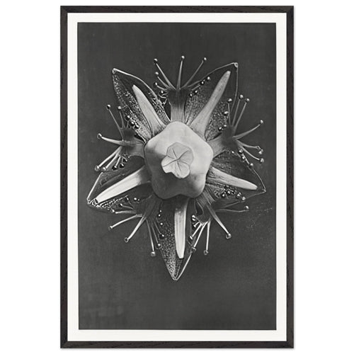 Art Forms in Nature 68 by Karl Blossfeldt, framed poster