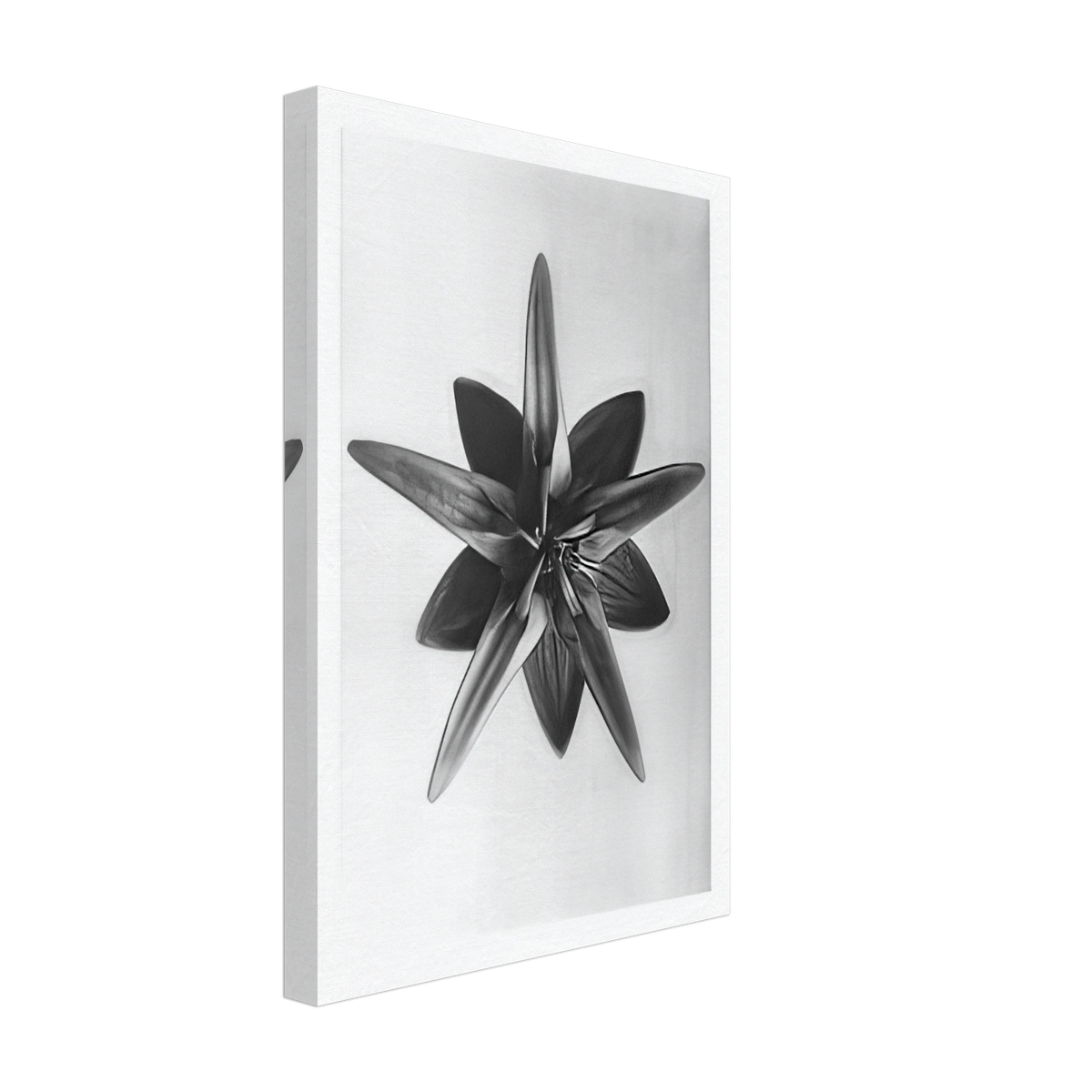 Art Forms in Nature 69 by Karl Blossfeldt, canvas, view 2