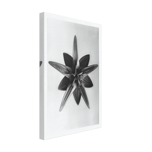 Art Forms in Nature 69 by Karl Blossfeldt, canvas, view 2