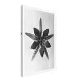 Art Forms in Nature 69 by Karl Blossfeldt, canvas