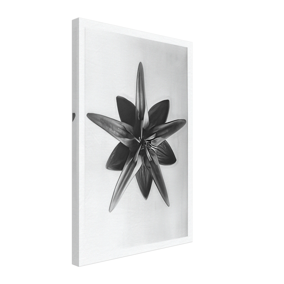Art Forms in Nature 69 by Karl Blossfeldt, canvas