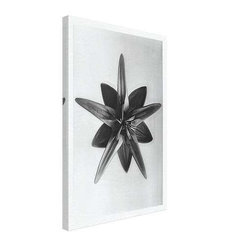 Art Forms in Nature 69 by Karl Blossfeldt, canvas