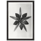 Art Forms in Nature 69 by Karl Blossfeldt, framed poster, view 2