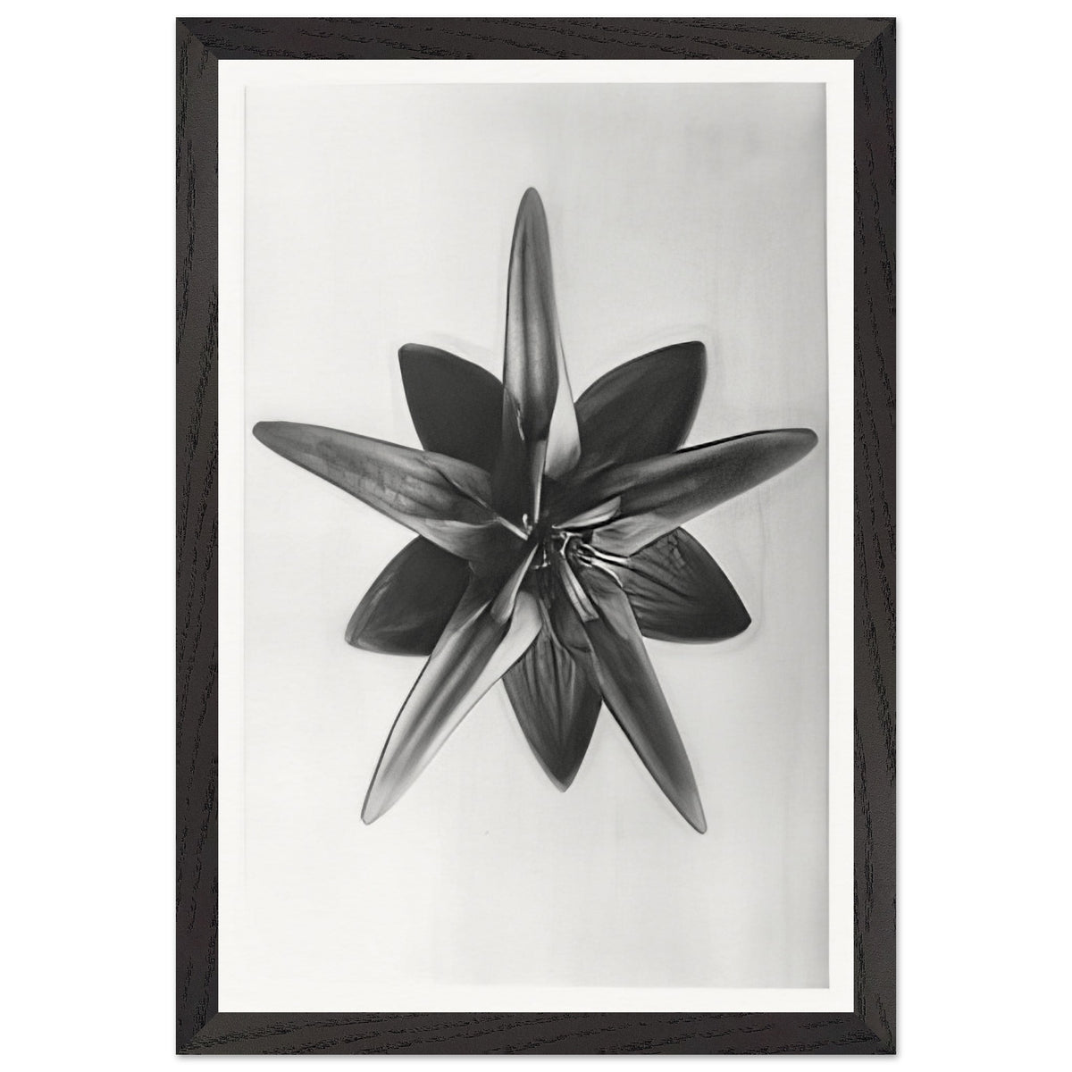 Art Forms in Nature 69 by Karl Blossfeldt, framed poster, view 2