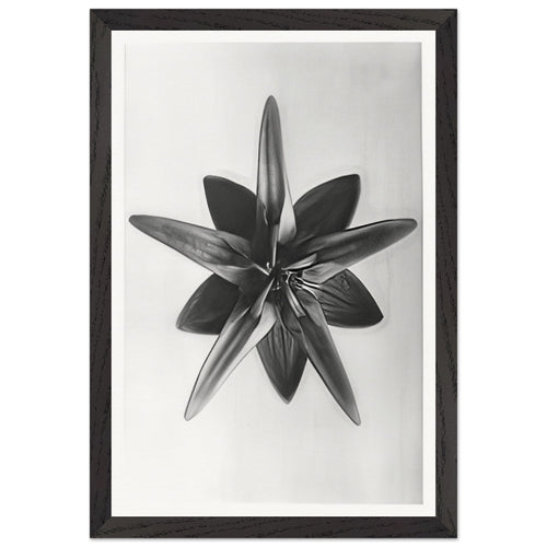 Art Forms in Nature 69 by Karl Blossfeldt, framed poster, view 2