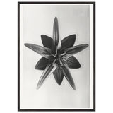Art Forms in Nature 69 by Karl Blossfeldt, framed poster, view 3