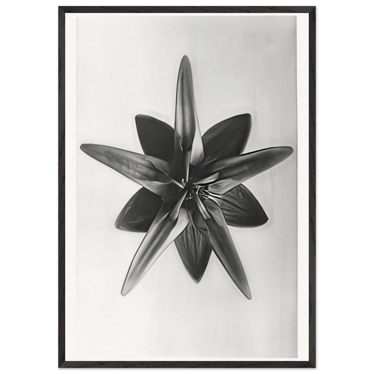 Art Forms in Nature 69 by Karl Blossfeldt, framed poster, view 3