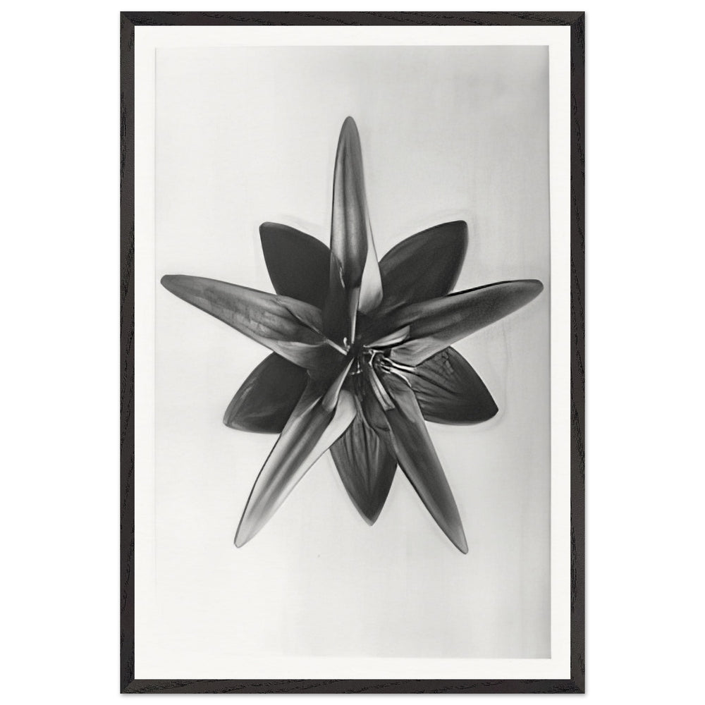Art Forms in Nature 69 by Karl Blossfeldt, framed poster