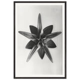 Art Forms in Nature 69 by Karl Blossfeldt, framed poster