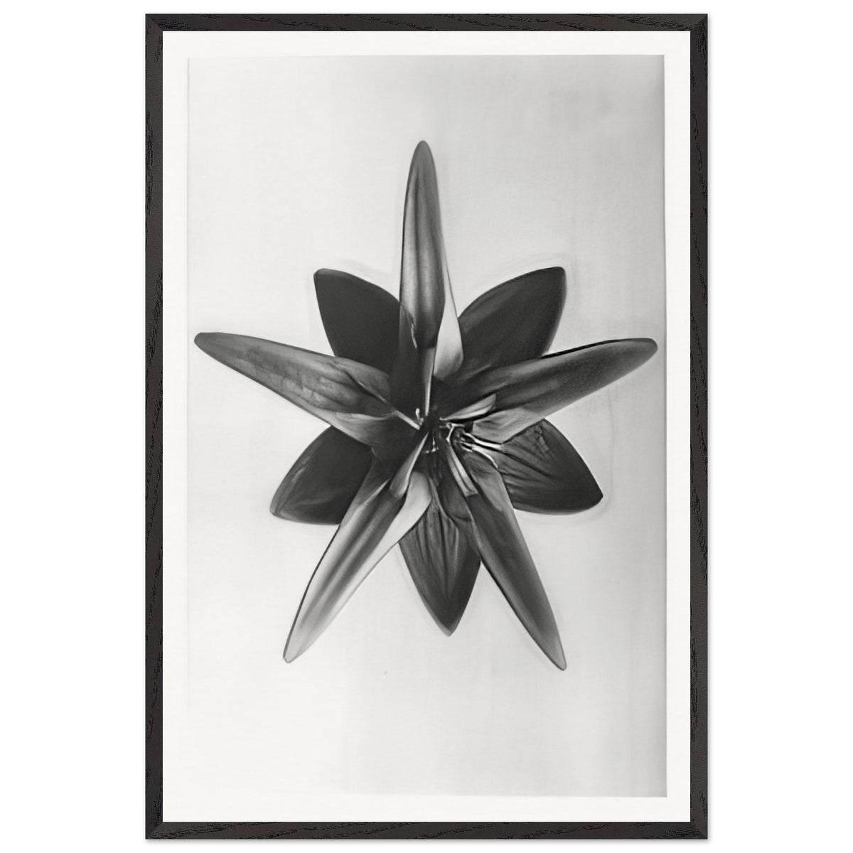 Art Forms in Nature 69 by Karl Blossfeldt, framed poster