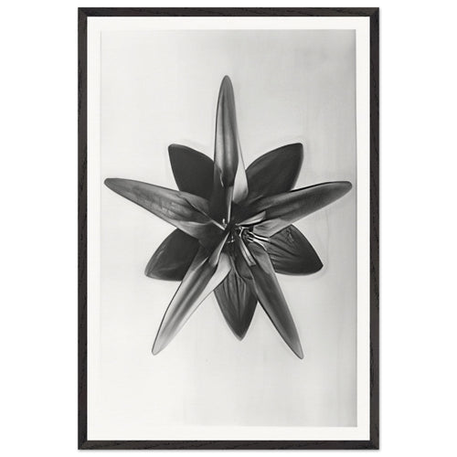Art Forms in Nature 69 by Karl Blossfeldt, framed poster
