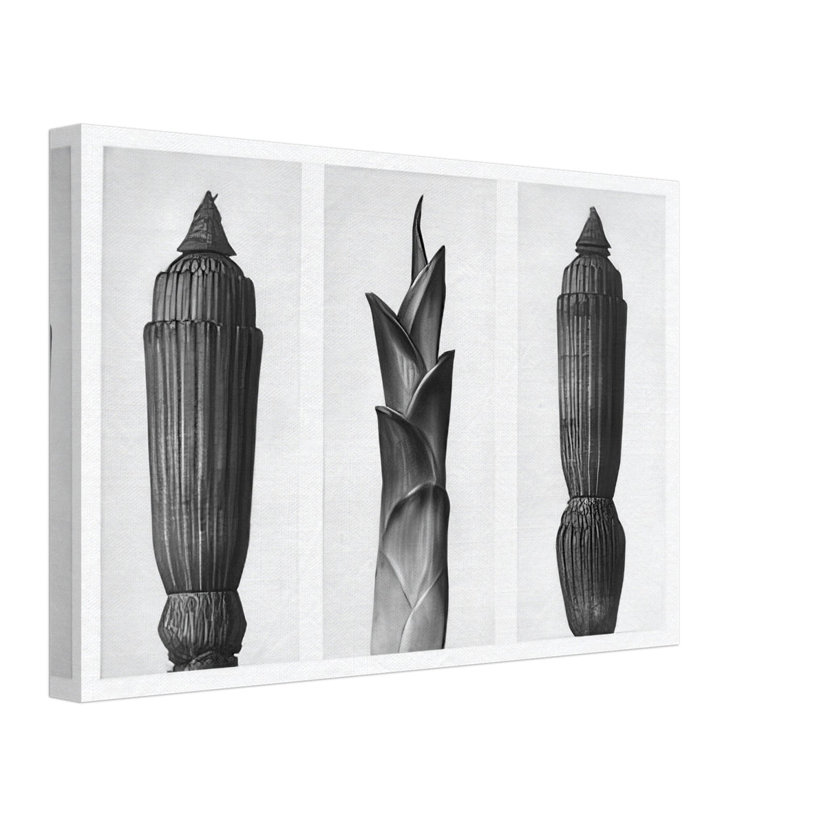 Art Forms in Nature 7 by Karl Blossfeldt, canvas, view 2