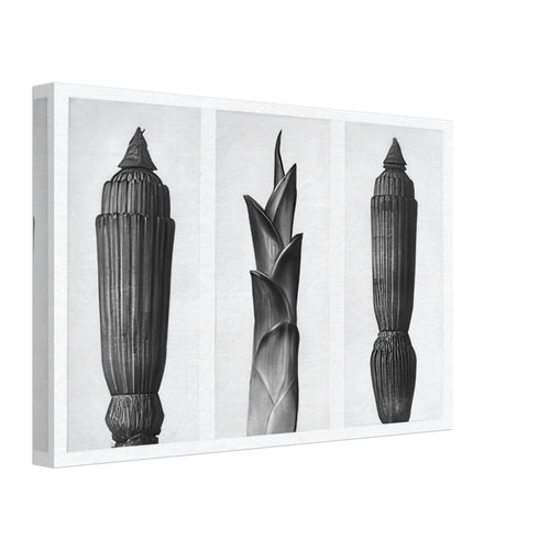 Art Forms in Nature 7 by Karl Blossfeldt, canvas, view 2