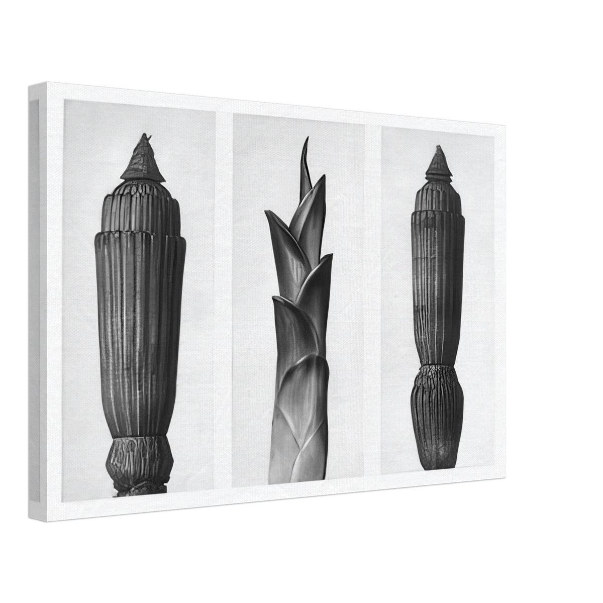 Art Forms in Nature 7 by Karl Blossfeldt, canvas