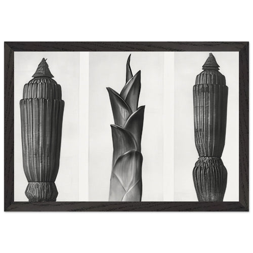 Art Forms in Nature 7 by Karl Blossfeldt, framed poster, view 2