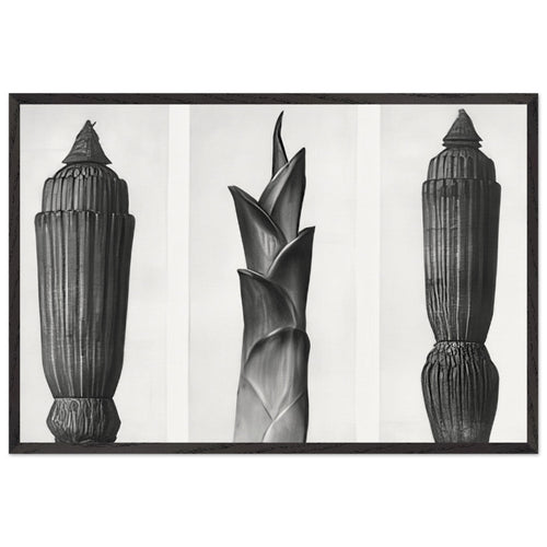 Art Forms in Nature 7 by Karl Blossfeldt, framed poster