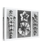 Art Forms in Nature 70 by Karl Blossfeldt, canvas, view 2