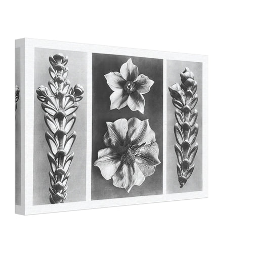 Art Forms in Nature 70 by Karl Blossfeldt, canvas, view 2