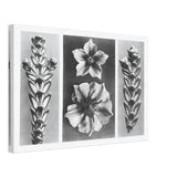 Art Forms in Nature 70 by Karl Blossfeldt, canvas