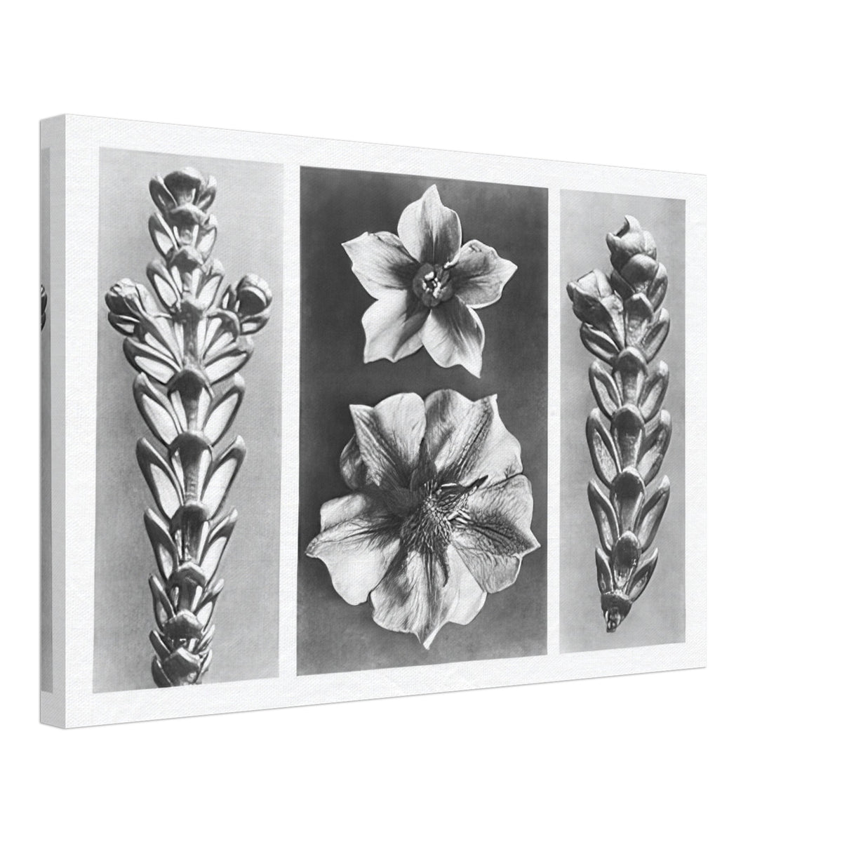 Art Forms in Nature 70 by Karl Blossfeldt, canvas