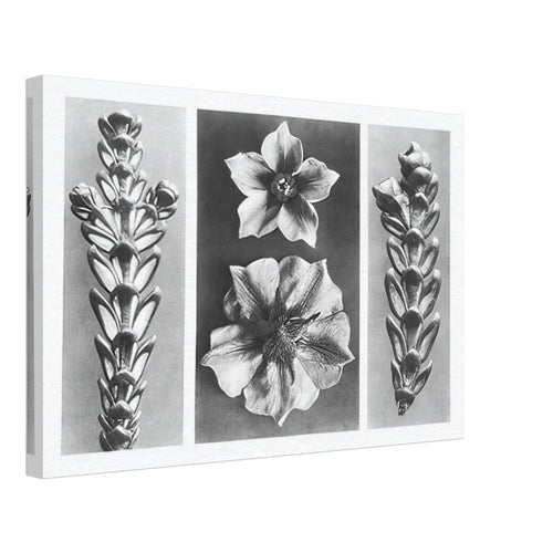 Art Forms in Nature 70 by Karl Blossfeldt, canvas