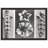 Art Forms in Nature 70 by Karl Blossfeldt, framed poster, view 2