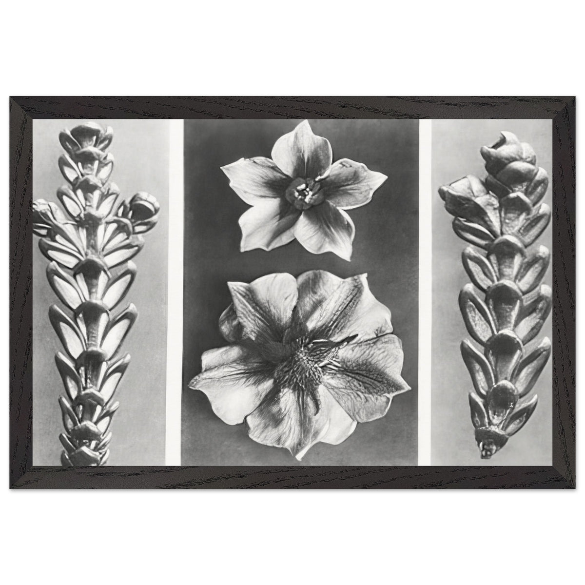 Art Forms in Nature 70 by Karl Blossfeldt, framed poster, view 2