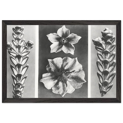 Art Forms in Nature 70 by Karl Blossfeldt, framed poster, view 2