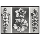 Art Forms in Nature 70 by Karl Blossfeldt, framed poster, view 3