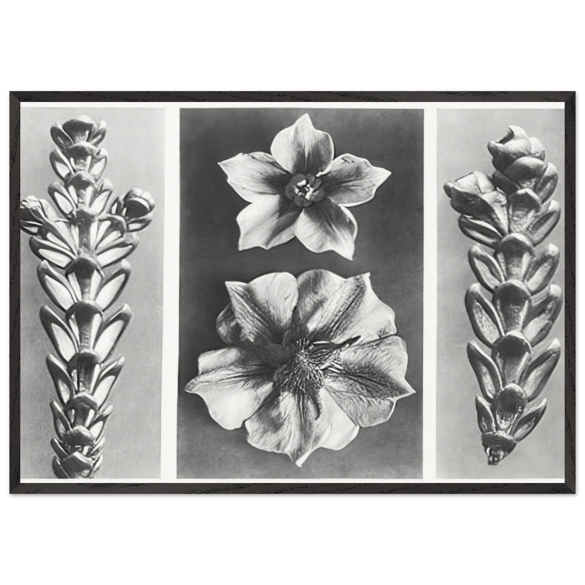 Art Forms in Nature 70 by Karl Blossfeldt, framed poster, view 3
