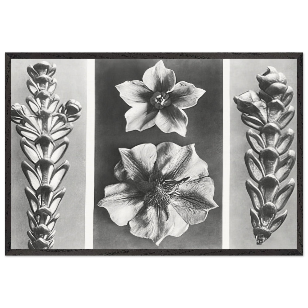 Art Forms in Nature 70 by Karl Blossfeldt, framed poster