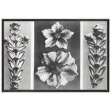 Art Forms in Nature 70 by Karl Blossfeldt, framed poster