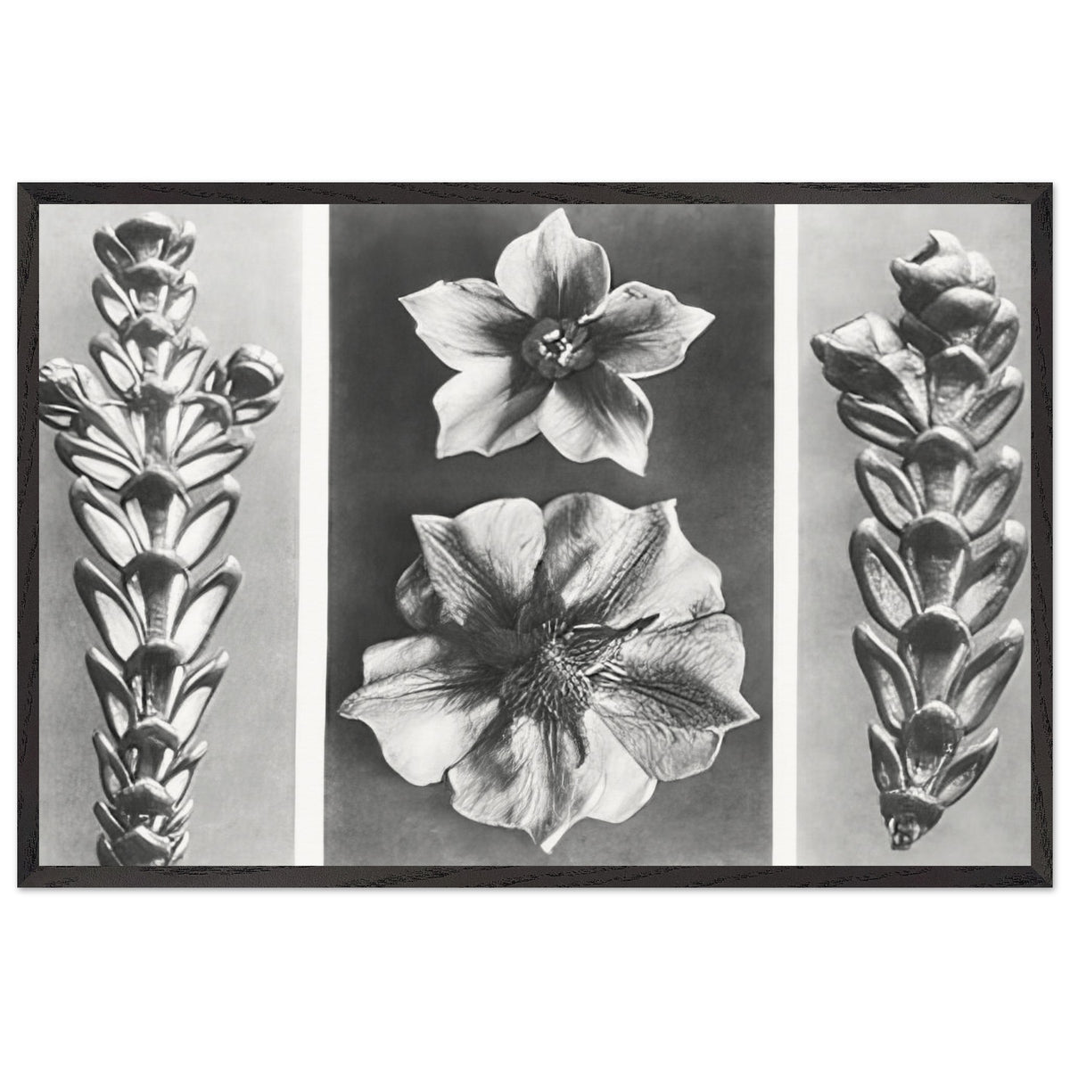 Art Forms in Nature 70 by Karl Blossfeldt, framed poster