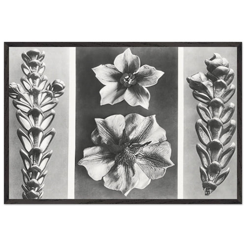 Art Forms in Nature 70 by Karl Blossfeldt, framed poster