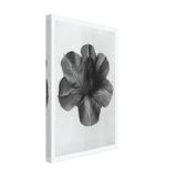 Art Forms in Nature 73 by Karl Blossfeldt, canvas, view 2