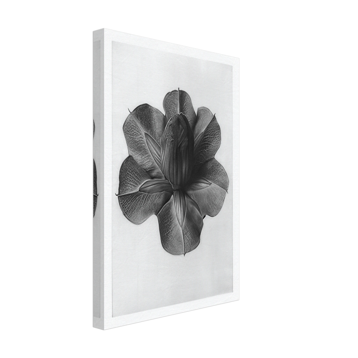 Art Forms in Nature 73 by Karl Blossfeldt, canvas, view 2