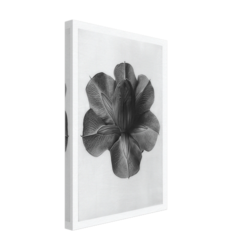 Art Forms in Nature 73 by Karl Blossfeldt, canvas, view 2