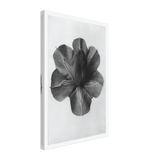 Art Forms in Nature 73 by Karl Blossfeldt, canvas