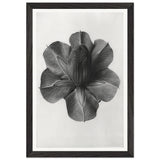 Art Forms in Nature 73 by Karl Blossfeldt, framed poster, view 2