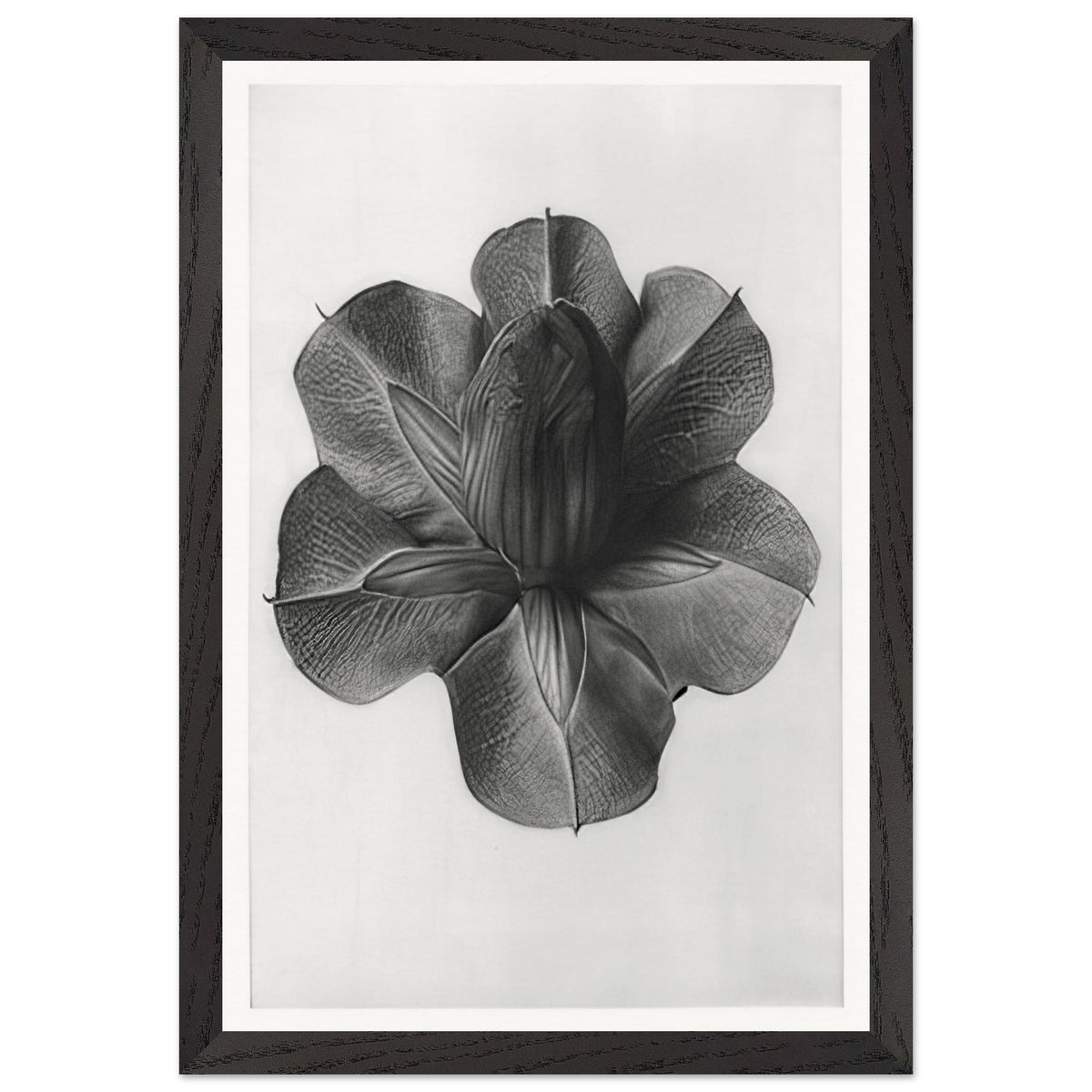 Art Forms in Nature 73 by Karl Blossfeldt, framed poster, view 2