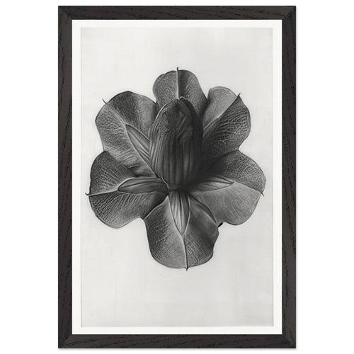 Art Forms in Nature 73 by Karl Blossfeldt, framed poster, view 2