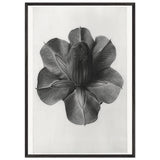 Art Forms in Nature 73 by Karl Blossfeldt, framed poster, view 3