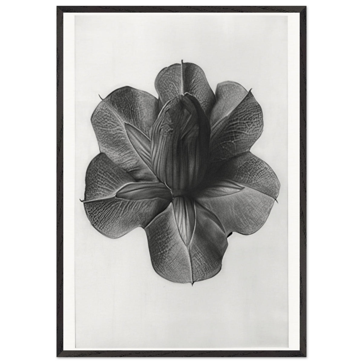 Art Forms in Nature 73 by Karl Blossfeldt, framed poster, view 3