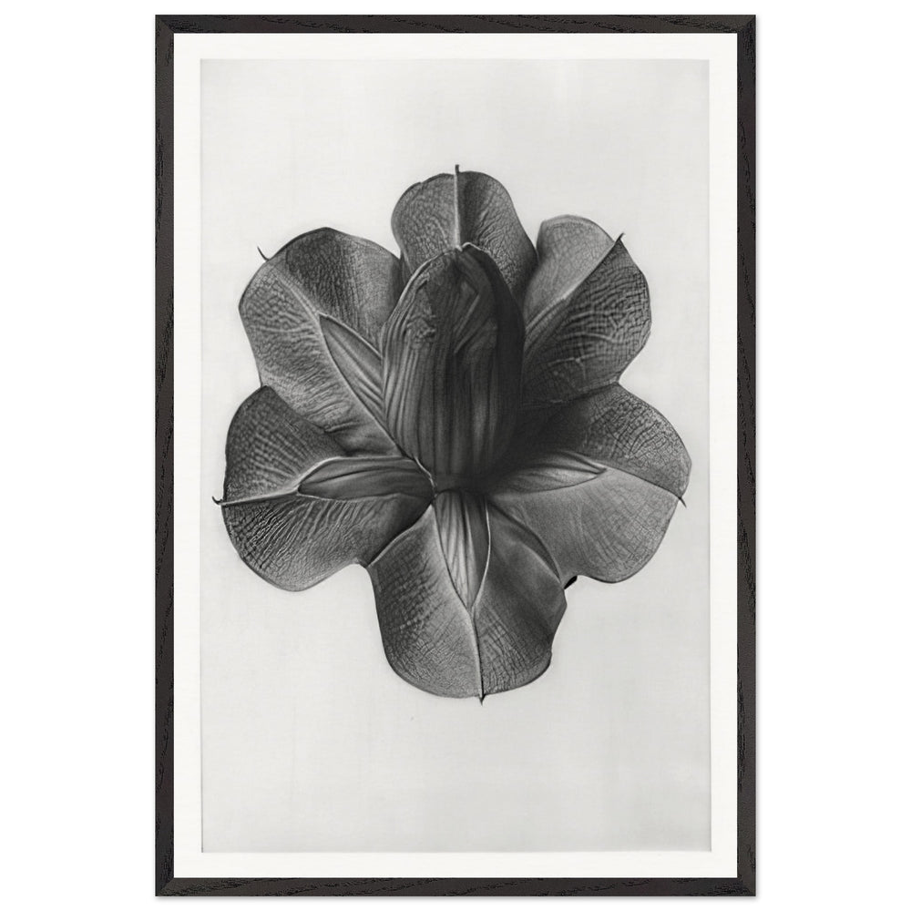 Art Forms in Nature 73 by Karl Blossfeldt, framed poster