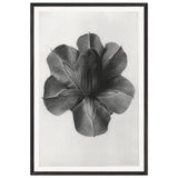 Art Forms in Nature 73 by Karl Blossfeldt, framed poster